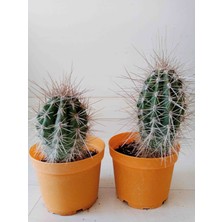 Growth Plant And Tree Pilosocereus Gounellei Kaktüs 10 cm