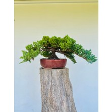 Yalova Bonsai Art Nana Ardıç Bonsai