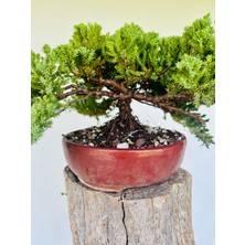 Yalova Bonsai Art Nana Ardıç Bonsai