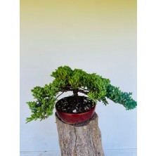 Yalova Bonsai Art Nana Ardıç Bonsai