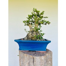 Yalova Bonsai Art Zeytin Bonsai