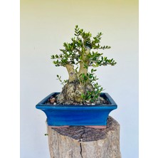 Yalova Bonsai Art Zeytin Bonsai