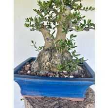 Yalova Bonsai Art Zeytin Bonsai