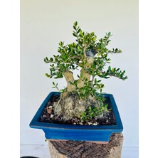 Yalova Bonsai Art Zeytin Bonsai