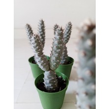 Growth Plant And Tree Tephrocactus Articilatus Pine Cone Kaktüs