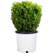 Öner Fidancılık Şimşir Fidanı 25-40 cm 4 Adet (Buxus Japonica Rococo)