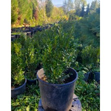 Öner Fidancılık Şimşir Fidanı 25-40 cm 4 Adet (Buxus Japonica Rococo)