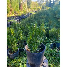 Öner Fidancılık Şimşir Fidanı 25-40 cm 4 Adet (Buxus Japonica Rococo)