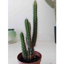 Growth Plant And Tree Peniocereus Serpentinus Kaktüs