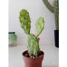 Growth Plant And Tree Opuntia Rufida Variegated