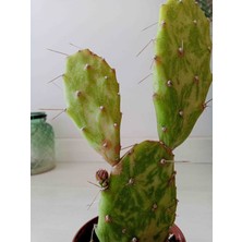 Growth Plant And Tree Opuntia Rufida Variegated