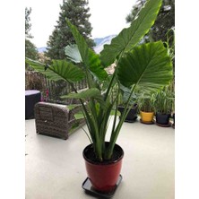 Growth Plant And Tree Dev Fil Kulağı - Alocasia Macrorrhizos