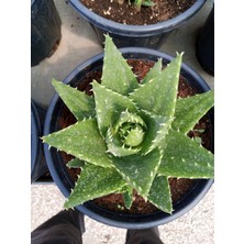 Growth Plant And Tree Aloe Brevifolia