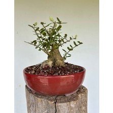 Yalova Bonsai Art Zeytin Bonsai