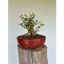 Yalova Bonsai Art Zeytin Bonsai