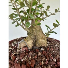 Yalova Bonsai Art Zeytin Bonsai