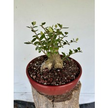 Yalova Bonsai Art Zeytin Bonsai