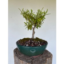 Yalova Bonsai Art Ateş Dikeni Bonsai