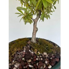 Yalova Bonsai Art Ateş Dikeni Bonsai