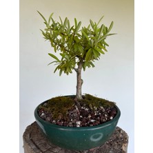 Yalova Bonsai Art Ateş Dikeni Bonsai