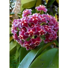 Garden Box Nadir Tür Mürdüm Rengi Mum Çiçeği 10-20CM Iç Mekan Samaşık