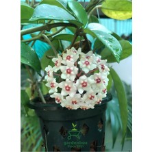 Garden Box Özel Tür Mum Çiçeği Beyaz Renk Mum Çiçeği 30-50CM 1 Adet