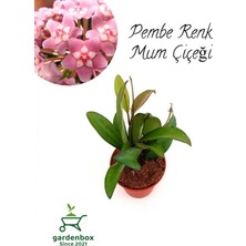 Garden Box Dekoratif Özel Tür Canlı Bitki Pembe Renk Mum Çiçeği 10-20CM 1 Adet