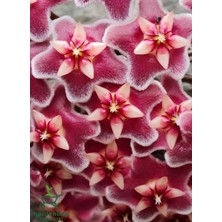 Garden Box Mini Koyu Pembe Mum Çiçeği 10-20CM Özel Tür Sarmaşık Çiçek