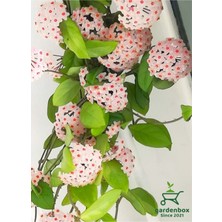 Garden Box Kokulu Beyaz Renk Mum Çiçeği 30-50CM Saksılı Sarmaşık Bitki