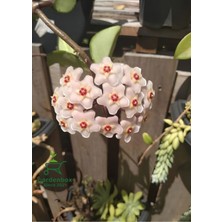 Garden Box Kokulu Beyaz Renk Mum Çiçeği 1 Adet 10-20CM Çok Yıllı Sarmaşık(Hoya)