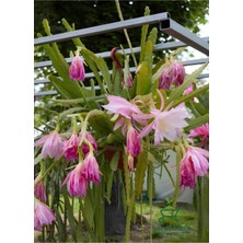 Garden Box Pembe Renk Atlas Çiçeği 15-25CM (Epiphyllum)
