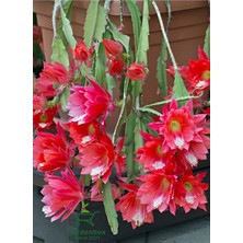 Garden Box Kırmızı Renk Atlas Çiçeği Sarkıcı Bitki 10-20CM (Red Epiphyllum)