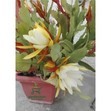 Garden Box Sarı Renk Atlas Çiçeği 15-25CM (Yellow Epiphyllum)