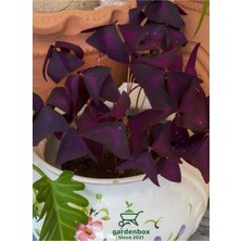 Garden Box Harika Görünümlü Uyku Çiçeği 1 Adet Sakıslı 15-25CM