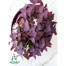 Garden Box Mor Yapraklı Yonca Çiçeği Süs Yoncası 20-30CM Dekoratif Çiçek