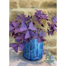 Garden Box Harika Görünümlü Süs Yoncası Uyku Çiçeği 1 Adet Sakıslı 15-25CM