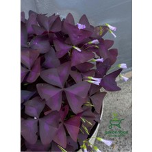 Garden Box Hoş Görünümlü Uyku Çiçeği 1 Adet Saksılı 20-30CM