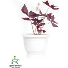 Garden Box Hoş Görünümlü Uyku Çiçeği Süs Yoncası 1 Adet Saksılı 20-30CM (Oxalis Triangularis)