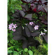 Garden Box Mor Renk Uyku Çiçeği 1 Adet 20-30CM Balkon Teras Çiçeği