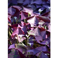 Garden Box Mor Yonca Çiçeği Süs Yoncası 1 Adet 15-25CM (Oxalis Triangularis)