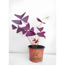 Garden Box Süs Yoncası Uyku Çiçeği 1 Adet 20-30CM Dekoratif Canlı Salon Çiçeği