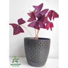 Garden Box Mor Süs Yoncası Çiçeği 20-30CM 1 Adet Canlı Çiçel Oxalis Triangularis