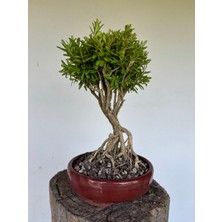 Yalova Bonsai Art Buxus Harlandii (Tayvan Şimşiri) Bonsai Ağacı