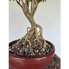 Yalova Bonsai Art Buxus Harlandii (Tayvan Şimşiri) Bonsai Ağacı