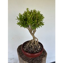 Yalova Bonsai Art Buxus Harlandii (Tayvan Şimşiri) Bonsai Ağacı