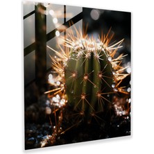 Painted Anarchy Dikenli Güzellik Cam Baskı - Kaktüs, Çağdaş Fotoğraf, Cam Sanatı, Cam Duvar Sanatı, 30X30