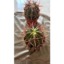 AGAPI Ferocactus Latıspı- Kaktüs