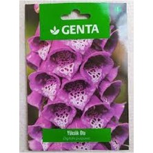 Genta Yüksük Otu Digitalis Purpurea