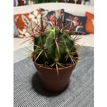 AGAPI Ferocactus Latıspı- Kaktüs