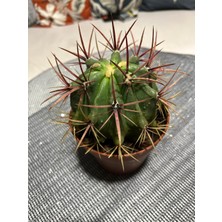 AGAPI Ferocactus Latıspı- Kaktüs